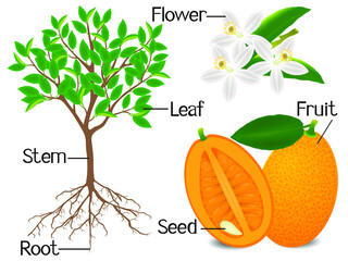 Canvas Print - Parts of kumquat plant on a white background.