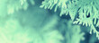 Banner with evergreen branches, green close up tuja