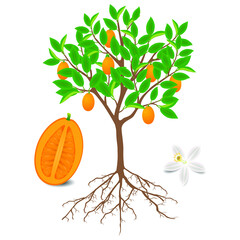 Canvas Print - Kumquat plant with fruits and flower on white.
