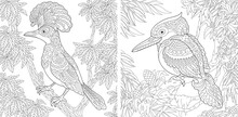 Coloring Pages With Exotic Tropical Birds