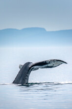 Canada, British Columbia, Victoria. Humpback Whale Tail