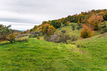 Wall Mural - Rolling rural landscape with a deciduous forest in background on a cloudy autumn day.  Beautiful autumn colours.