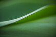 © fStop - Close-up of fresh green leaf