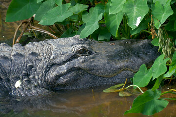 Wall Mural - Alligator close up portrait.
