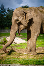Elephant Shows His Snout And Trumpets