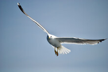 Seagull Flying Over The Sea