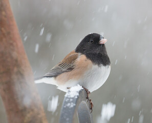 Wall Mural - A Junco perched on a feeder rail during a snow storm in a garden in Salem, Oregon.