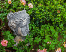 Grunge Grecian Head Planter Surrounded By Pink Tea Roses After A Rain