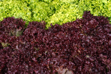 Wall Mural - green and red salad lettuce. background of natural fresh greens