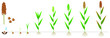 Cycle of growth of a sorghum plant on a white background.