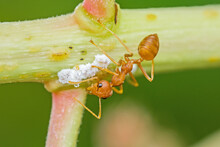 Weaver Ants Or Green Ants  Scientific Name Oecophylla Smaragdina  Find Food.