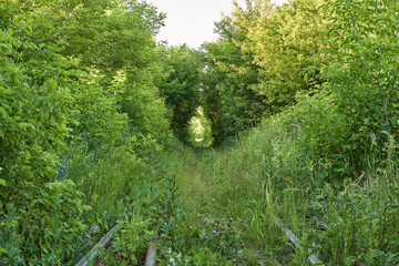 rail track in a forest.