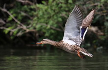 Mallard Duck In Flight Above River Background, Anas Platyrhynchos