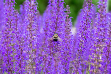 Bee Landing On Salvia Flowers