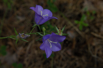 two blue forest bell flowers