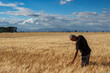 © Ancoay - Farmer touching a golden ear of wheat in the wheat field