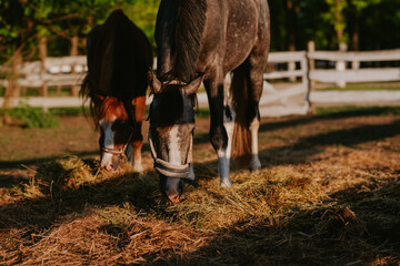 Two beautiful brown horses on a farm graze the grass