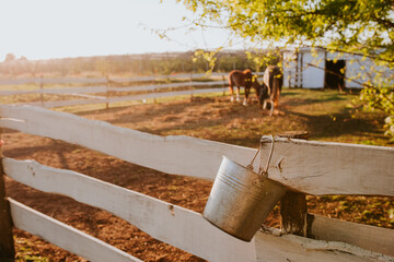 Two beautiful brown horses on a farm graze the grass