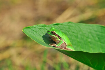 Beautiful Europaean Tree frog Hyla arborea 