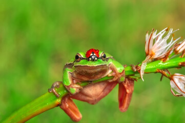 Beautiful Europaean Tree frog Hyla arborea 