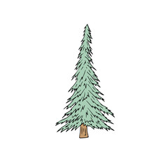 Wall Mural - Vector colored hand drawn doodle sketch spruce tree isolated on white background