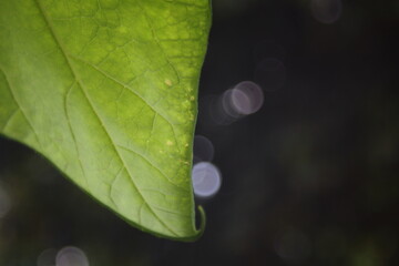 Wall Mural - leaves and the background bokeh