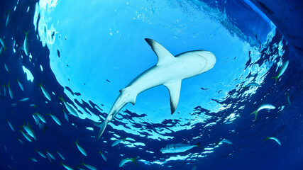 Reef shark swimming in the blue with sunlight in the back