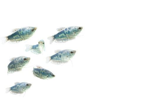 Opaline Gourami /Trichopodus trichopterus tropical aquarium fish 