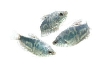 Sticker - Opaline Gourami /Trichopodus trichopterus tropical aquarium fish 