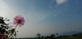 Fototapeta Kwiaty - flower in the sky