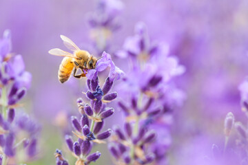 honeybee on lavender flower