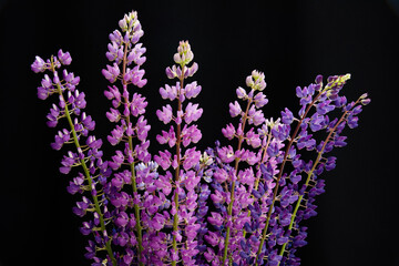 Lupine flowers on black background