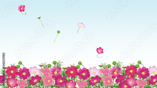 コスモス畑たくさんの色とりどりのコスモスの花ワイドバーチャル背景素材 Stock イラスト Adobe Stock