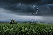 Lightning And Raining Over Green Sugar Cane Farm