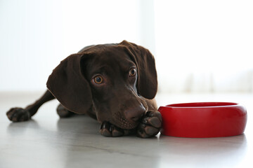 Wall Mural - German Shorthaired Pointer dog with bowl indoors