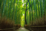 Fototapeta Dziecięca - bamboo forest background in the morning for tranquil mood