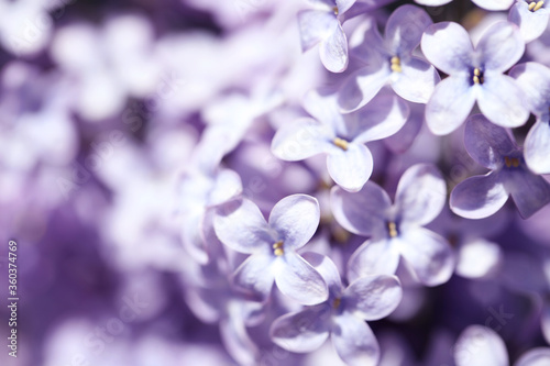 Photographie Closeup view of beautiful blooming lilac shrub outdoors