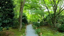 Video Of Walking Along Gravel Path Through The Traditional Japanese Moss And Stones Park Of Ryoan-ji Temple. Kyoto. Japan.