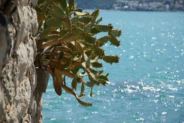 sunny sea in the Montenegro