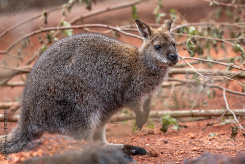 Cuadros en Lienzo Nahaufnahme von einem Bennett-Wallaby im Zoo