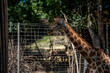 Giraffe im Zoo am Essen