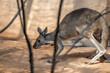 Ein Känguru hinter einem Busch