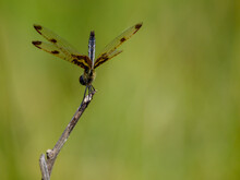 Dragonfly - Calico Pennant With Tail High