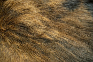 brown and white fur the hairs are smooth and have a beautiful pattern. the reindeer's hair is golden