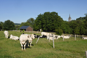 Poster - Wallonie Belgique Ardenne Redu village agriculture vache