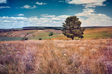 Wall Mural - panoramic landscape of central russia agricultural countryside with hills and country road. summer l
