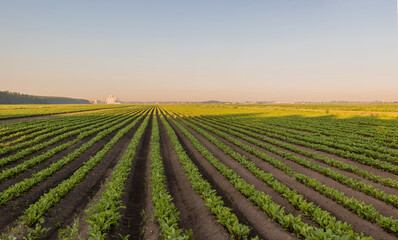  Sugar beet crops field, agricultural landscape. A field of beets at dawn, with several high-rise buildings in the background. Seedlings in even rows.