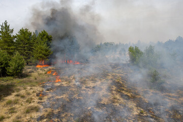 Wall Mural - Forest fire in the coniferous forest, aerial view. The human factor that caused the disaster. Shooting from the drone.