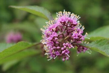 Wall Mural - Callicarpa bodinieri branch with many purple flowers. Beautyberry bush in bloom