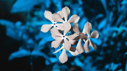 Several white flowers with a blue tint grow on a single stalk